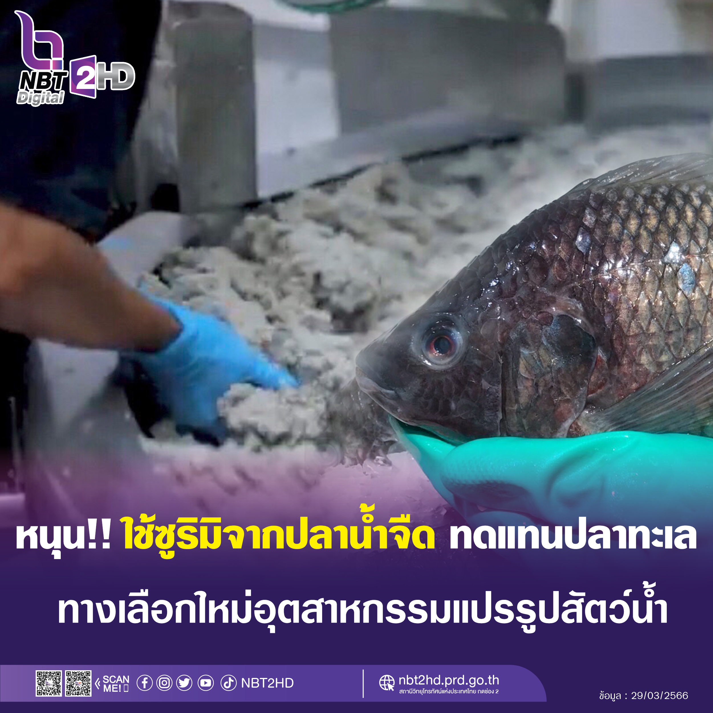 กรมประมง หนุน‼️ใช้ ซูริมิจากปลาน้ำจืดทดแทนปลาทะเล  ทางเลือกใหม่ในอุตสาหกรรมแปรรูปสัตว์น้ำ